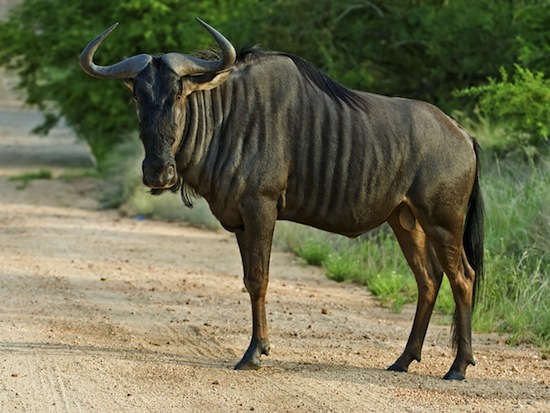 Gnu, a.k.a. Blue Wildebeest